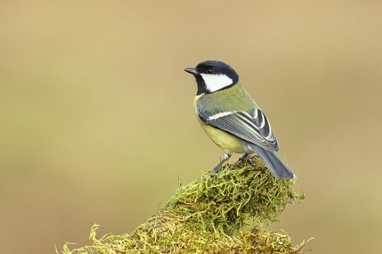 Great tit (Parus major), sitting on moss-covered dead wood, Wilnsdorf, North Rhine-Westphalia, Germany