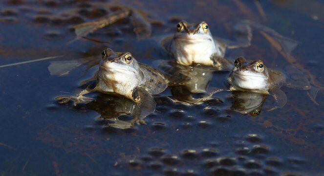 Moor frogs (Rana arvalis), squatting on spawn balls during mating season, Schleswig-Holstein, Germany
