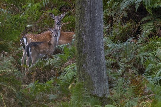Again and again, small groups move into the sparse oak forest to eat the freshly fallen acorns, here two damas (dama dama) and a calf cannot resist the offer, Germany