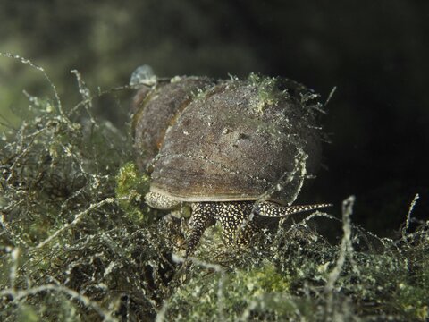 River cover snail, Viviparus viviparus (Viviparus viviparus) moves through algae in dark water, diving site Zollbr&uuml;cke, Rheinau, Canton Zurich, Rhine, High Rhine, Switzerland, Jestetten, Germany
