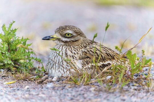 Bird sitting calmly in the rubble with natural camouflage, Stone Curlew (Burhinus oedicnemus), France