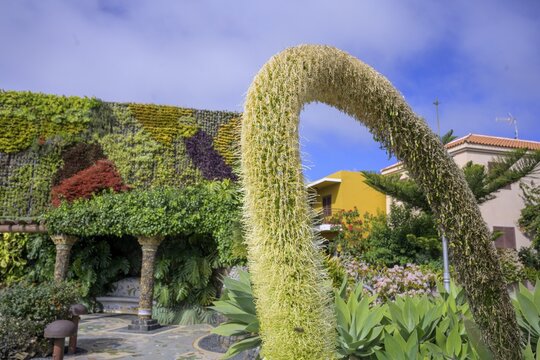 Flowering Dragon Tree Agave or lion's tail (Agave attenuata) in the Plaza de la Glorieta designed by Luis Morera, Las Manchas, Las Manchas, La Palma, Spain