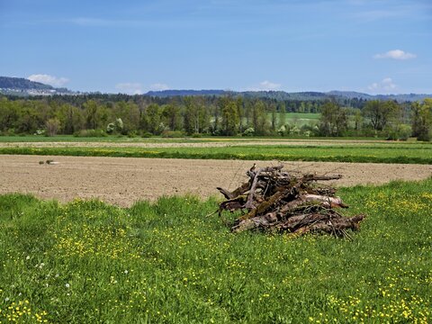 Astheaths in meadow as a habitat for various animals, Schoren Nature Reserve, M&uuml;hlau, Freiamt, Canton of Aargau, Switzerland