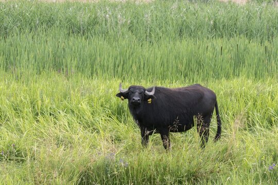 Artiodactyla, Bubalus Arnee, Even-Toed Ungulate, Frie&szlig;nitzer See, Germany, Greiz, Pairhoofes, Thuringia, Water Buffalo, Grazing, Domesticated Animals, Extensive Grazing, Grazing, Pets, Mammals, Vogtland