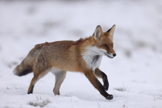 Red fox (Vulpes vulpes) running in a snowy meadow, Czech Republic