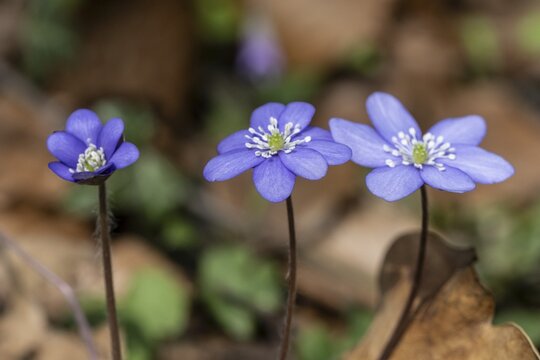 Liverwort (Hepatica nobilis), North Rhine-Westphalia, Germany