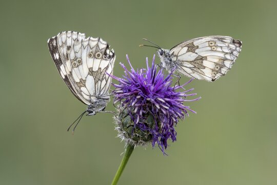 Checkerspot butterfly (Melanargia galathea), Bad M&uuml;nstereifel, North Rhine-Westphalia, Germany