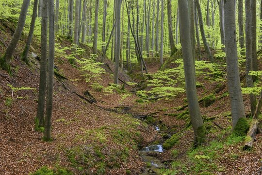 Beech trees (Fagus) in the stream valley in Jasmund National Park on R&uuml;gen, Jasmund National Park, Sassnitz, Mecklenburg-Western Pomerania, Germany