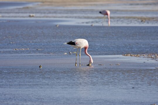 Andean Flamingo (Phoenicopterus andinus), Reserva Nacional los Flamencos, Atacama Desert, Chile, South America