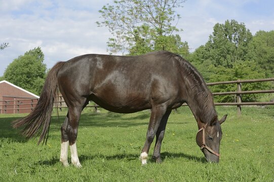 Domestic horse (Equus caballus), mare on a pasture, North Rhine-Westphalia, Germany