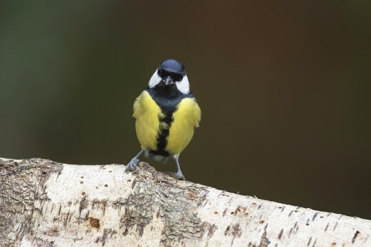 Great tit (Parus major) adult bird on a tree branch, England, United Kingdom