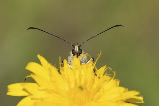 Marbled white butterfly (Melanargia galathea) adult insect feeding on a Hawksbit flower in summer, Suffolk, England, United Kingdom