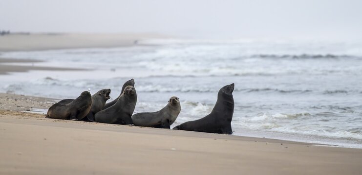 Group of dwarf fur seals (Arctocephalus pusillus) on the beach, Atlantic coast, Namib Naukluft Park, Namib Desert, Namibia