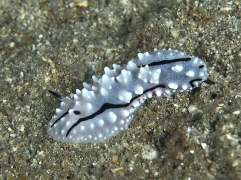 White, spiny nudibranch, Rudman's Phylidiella (Phyllidiella rudmani), warty snail, on sandy ground, dive site Prapat, Penyapangan, Bali, Indonesia