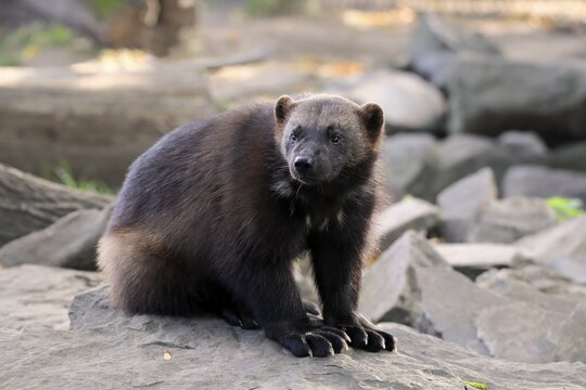 Wolverine (Gulo gulo), adult, alert, captive, North America