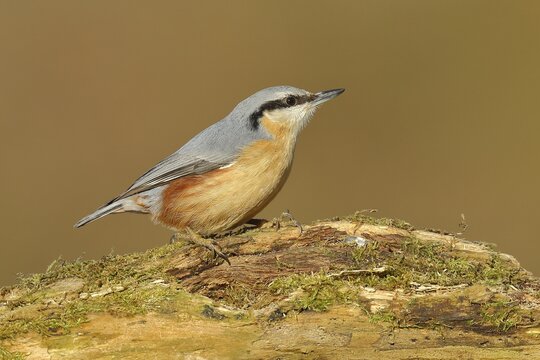 Eurasian nuthatch (Sitta europaea), sitting on Totholz, Siegerland, North Rhine-Westphalia, Germany