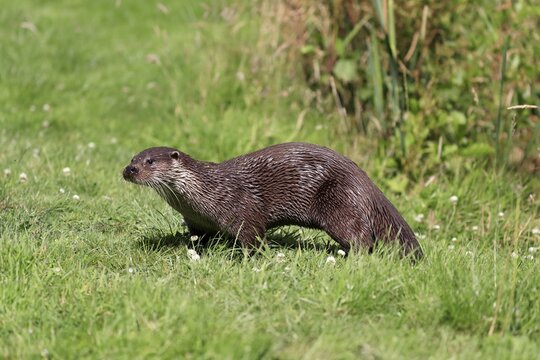 European otter (Lutra lutra), adult, on land, in meadow, Surrey, England, Great Britain