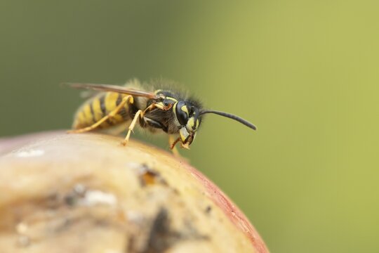 Common wasp (Vespula vulgaris) adult insect feeding on fallen fruit in a garden in summer, England, United Kingdom