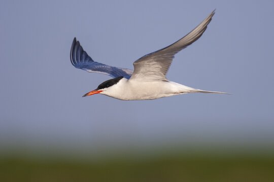 Common tern (Sterna hirundo) in flight, Texel Island, Netherlands