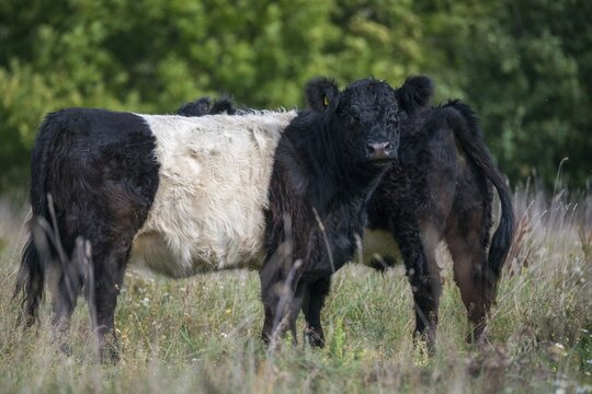 Artiodactyla, belted galloway, belties, bos taurus sspec.5, cattle, even-toed ungulate, galloway cattle, cloven-hoofed, domesticated animals, pet, mammals, cattle, mammals