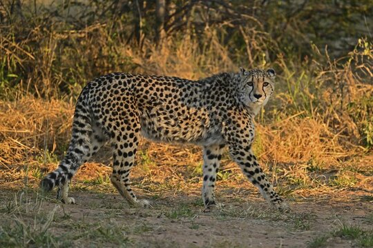 Cheetah (Acinonyx jubatus), Namibia