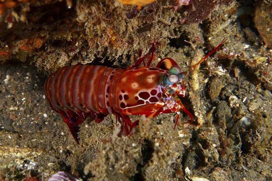 Red glowing mantis shrimp with a distinctive pattern, clown mantis shrimp (Odontodactylus scyllarus), on a sandy bottom. Dive site wreck of the USAT Liberty, Tulamben, Bali, Indonesia