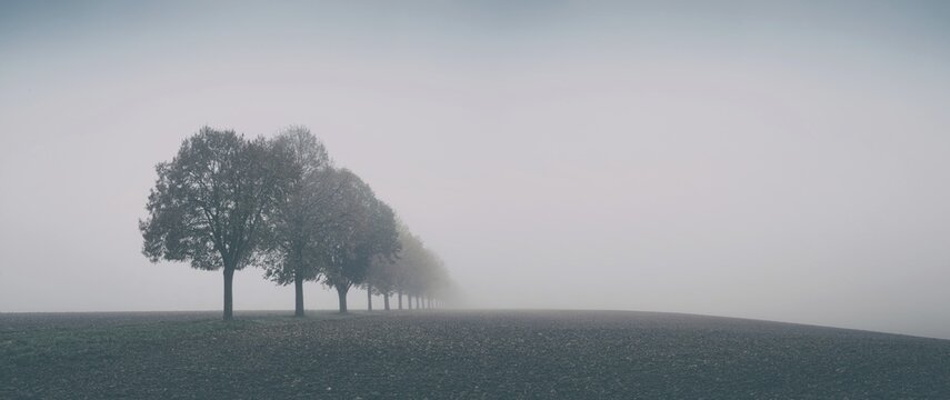 Desolate autumn landscape, row of trees on field in fog, Burgenlandkreis, Saxony-Anhalt, Germany