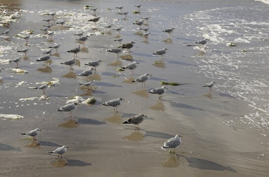 Black-headed gulls (Larus ridibundus, Chroicocephalus ridibundus) and herring gulls (Larus argentatus) on a Baltic Sea beach, Mecklenburg-Western Pomerania, Germany