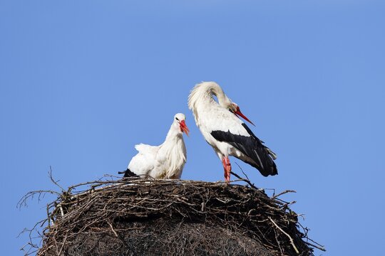White storks (Ciconia ciconia) chattering and courting pair on nest, Schleswig-Holstein, Germany