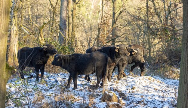 Artiodactyla, Bubalus Arnee, even-toed ungulate, cloven-hoofed, water buffalo, water buffalo, grazing, domesticated animals, extensive grazing, pet, mammals, snow, mammals, winter