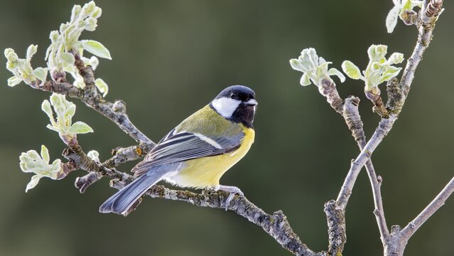 Great tit (Parus major), sitting on a branch, Terfens, Tyrol, Austria