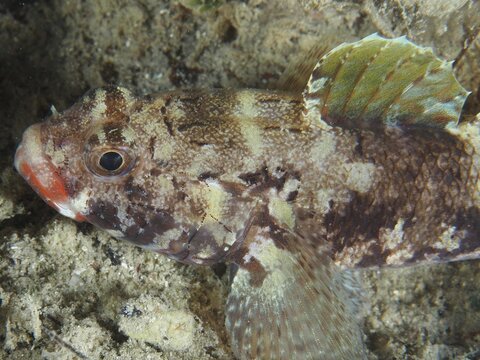 Close-up of a fish with striking patterns and details: the red-mouthed goby (Gobius cruentatus), Hausriff dive site, Stoja, Pula, Croatia, Mediterranean Sea