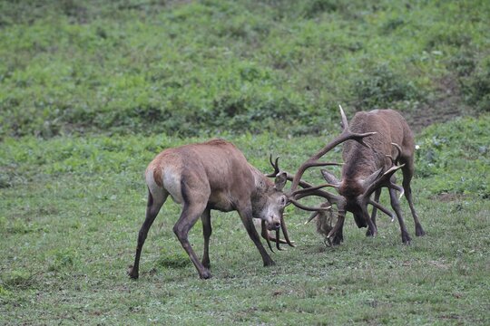 Red deer (Cervus elaphus) Deer fighting with each other during the rut, Western Hungary, Hungary