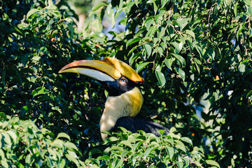 Large hornbill with yellow casque peeking through dense green foliage in a tropical forest, showcasing natural camouflage and exotic wildlife. © akarawit