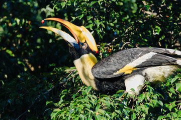 Great hornbill catching a red berry amid dense rainforest foliage, showcasing its large curved bill and vibrant features in natural habitat. © akarawit