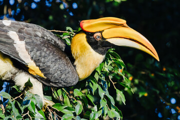 Closeup of a great hornbill with massive yellow bill perched among green leaves in a tropical forest, vibrant plumage standing out against a dark background. © akarawit