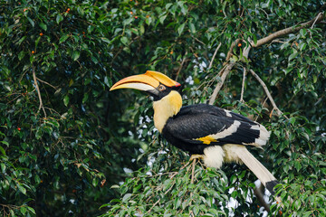 Great hornbill perched on a leafy tree branch in dense tropical forest, showcasing its large yellow bill and black and white plumage. © akarawit