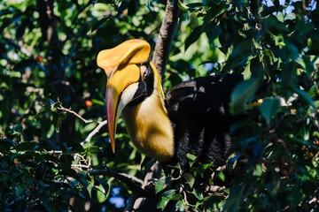 Great hornbill with striking yellow casque perches among dense tropical foliage, sunlight filtering through leaves, vivid wildlife bird in natural forest habitat. © akarawit