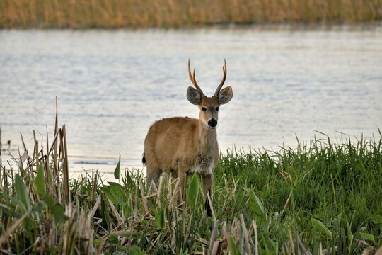 Pampas deer (Ozotoceros bezoarticus), male, in Colonia Carlos Pellegrini, Esteros del Iber&aacute;, Province of Corrientes, Argentina