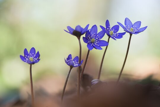 Liverwort (Hepatica nobilis), North Rhine-Westphalia, Germany