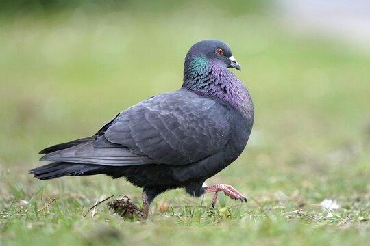 City dove (Columba livia forma domestica) mating in grass, Germany