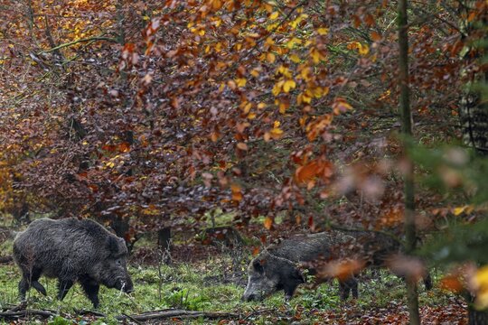 A wild boar (Sus scrofa) with saliva foam on its mouth approaches two wild boars looking for food in a forest clearing during the mating season, autumn, autumn colours, mating season, Germany