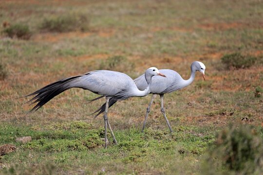 Paradise Crane (Anthropoides paradisea), adult, pair, national bird of South Africa, Addo Elephant National Park, Eastern Cape, South Africa