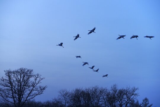 Red-crowned Cranes, Japanese Cranes or Manchurian Cranes (Grus Japonensis), in flight to roost at dusk, Kushiro-Shitsugen-Nationalpark, Kushiro, Hokkaido, Japan