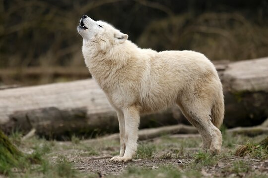Arctic wolf (Canis lupus arctos) howling in a meadow, captive