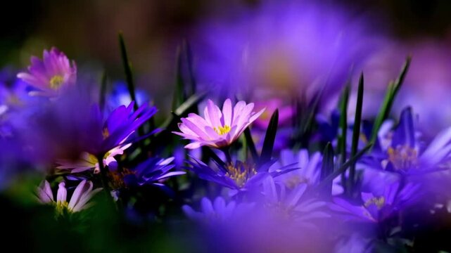 Macro shot of vibrant purple and pink spring flowers blooming in a dark meadow with dreamy soft focus foreground blur and shallow depth of field