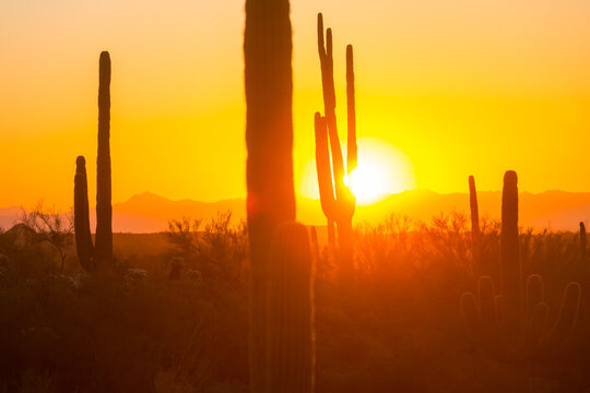Cactus in Arizona