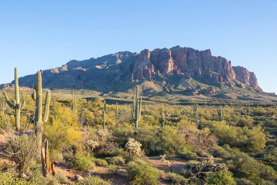 Cactuses in Arizona