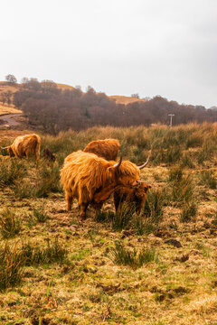 View of Highland cattle, including a mother and calf, grazing in a grassy field with rolling hills in the background in Scotland, United Kingdom.
