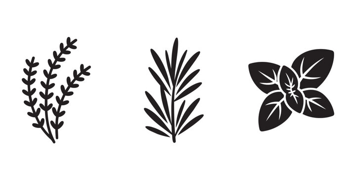 Set of three culinary herbs like thyme rosemary and basil leaves for organic seasoning in cooking food recipes.